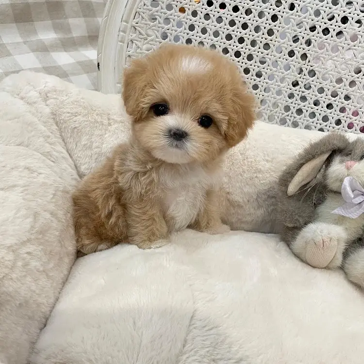 adorable puppy