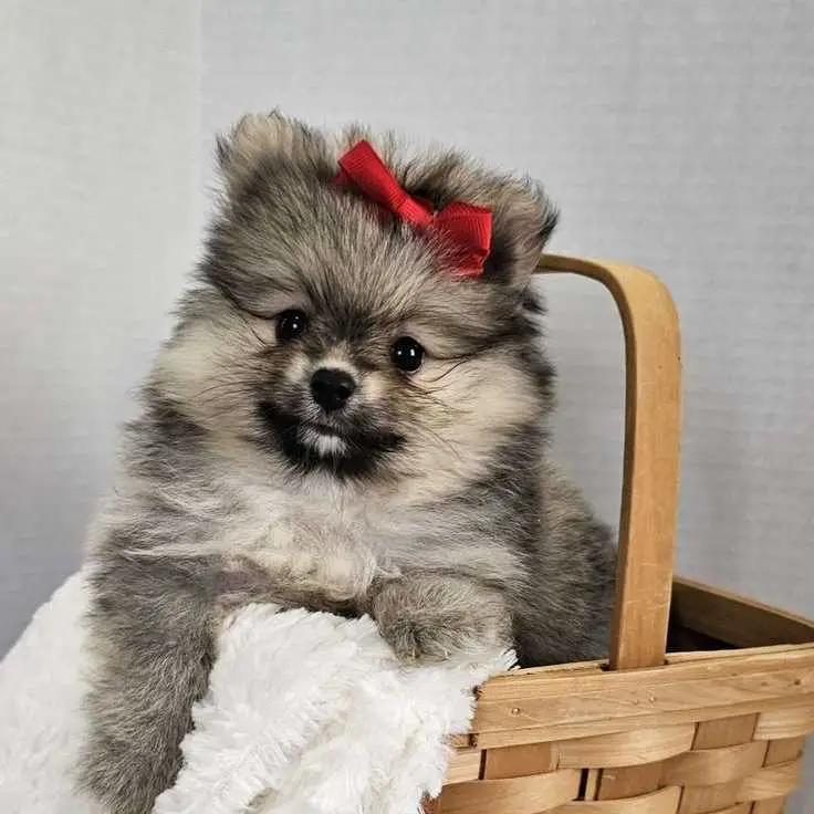 Pomeranian Puppies
