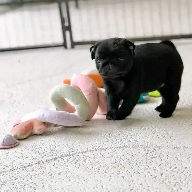 pug puppies for sale.