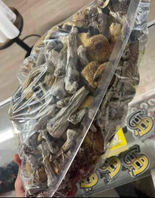 mushrooms 🍄