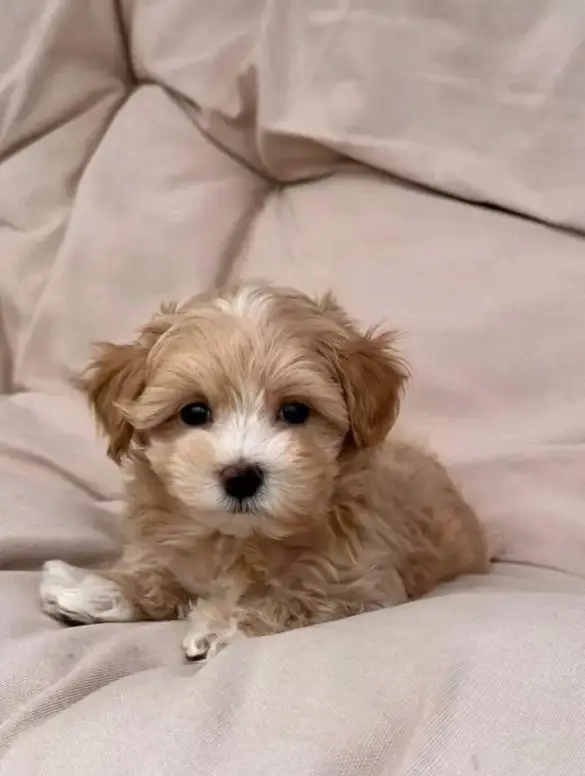 teacup poodle