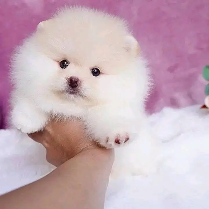 puppy