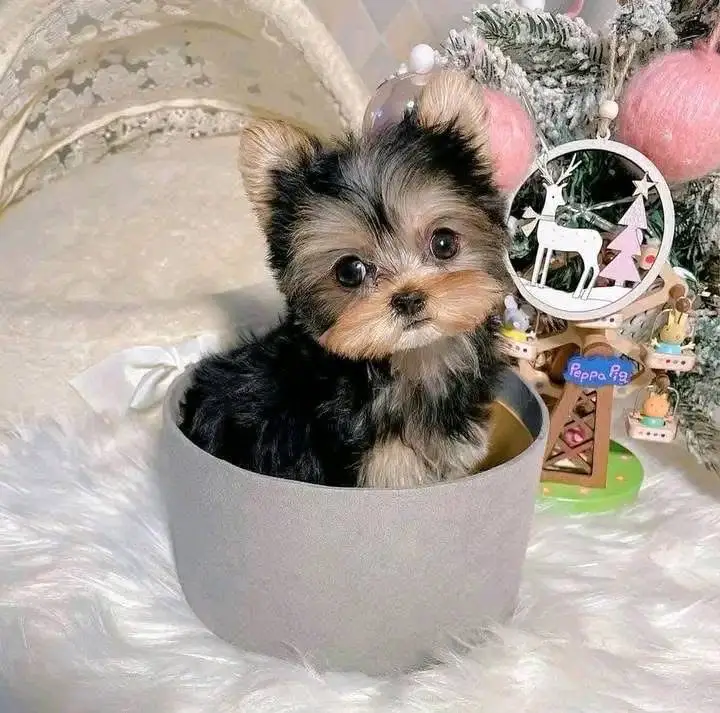 teacup Yorkie