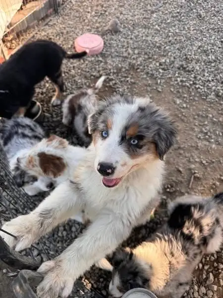 duke for rehoming