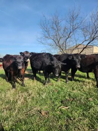 Aberdeen Heifers