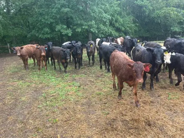45 weaned Calfs