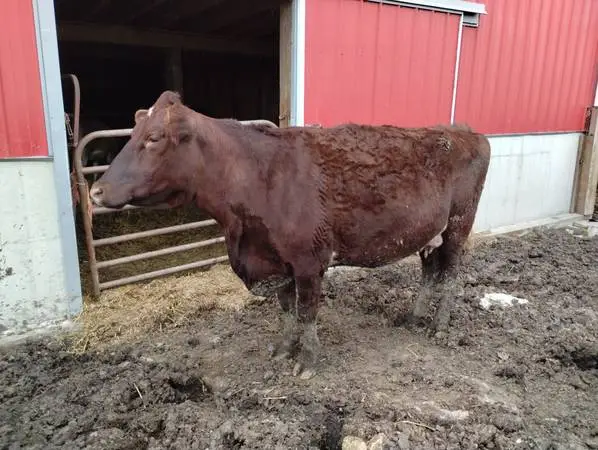 Bred Milking Shorthorn Cow.