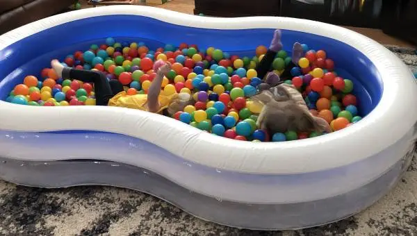 Over 1,200 Kids/toddler ball pit balls, winter fun inside.