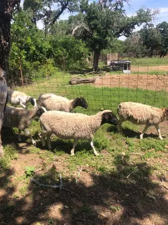 Dorper ewes nice sheep