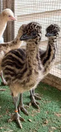Emu babys