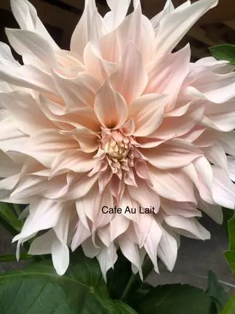 Beautiful Dahlias
