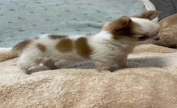 teacup chihuahua puppy