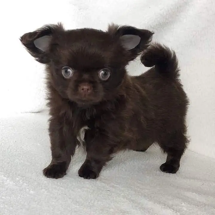 chihuahua puppy