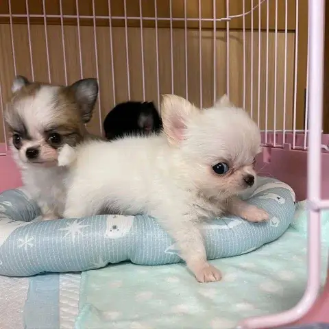 teacup chihuahua puppy