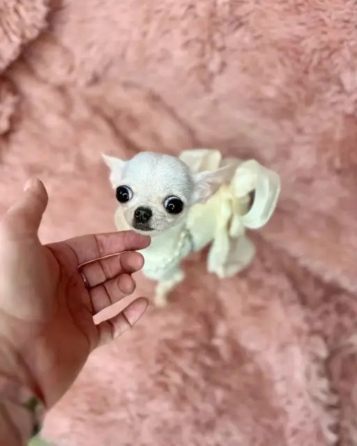 chihuahua puppy