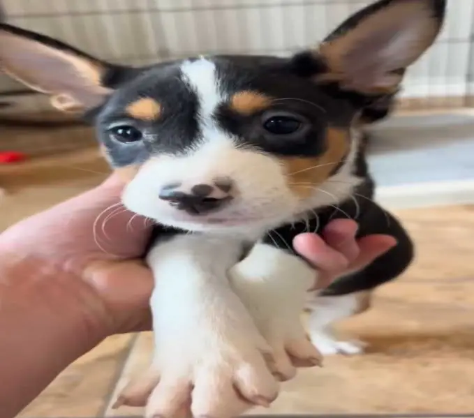 Basenji puppies For Adoption Near Me