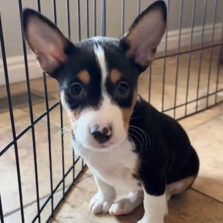 Purebred Basenji Puppy Ready for Adoption Smart & Barkless!