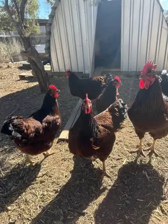 Rhode Island Red - Exhibition type roosters