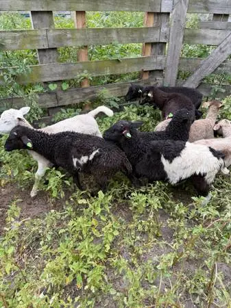 10 lamb
