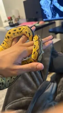 Looking for male snakes