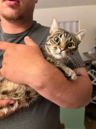 Rehoming Cat
