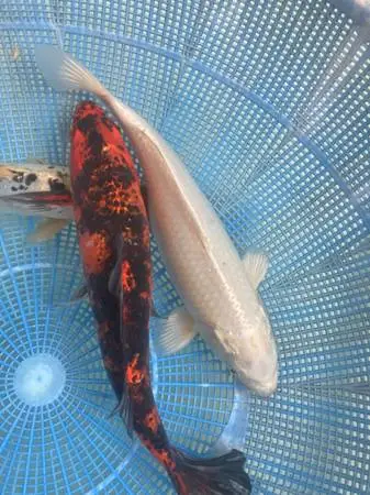 Koi