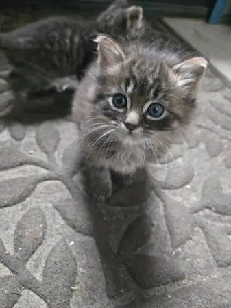 Kittens