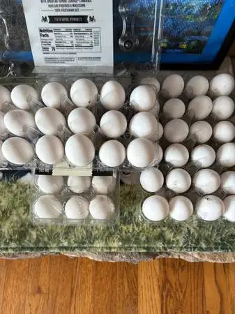 Farm fresh large eggs