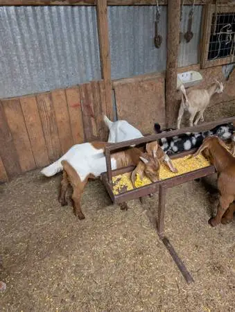 Goats for sale cash