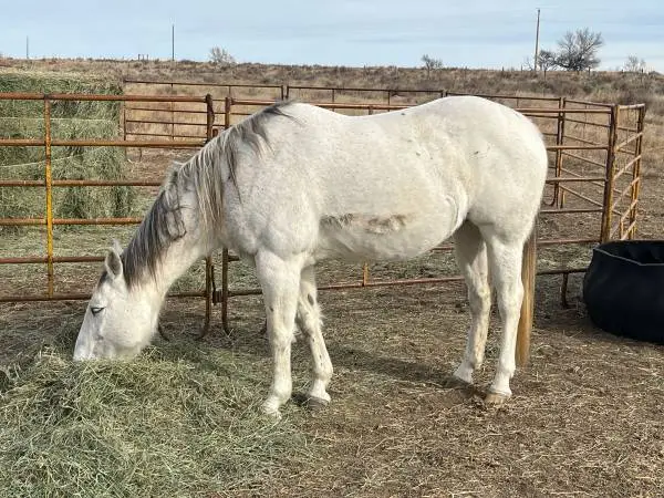 Brood mare-trail horse