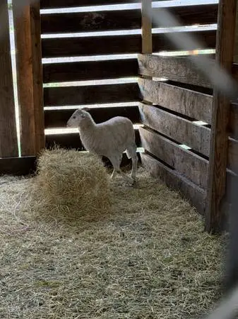 10 small lamb
