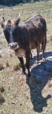 Heifer
