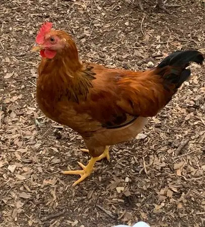 Free Whiting True Green young rooster