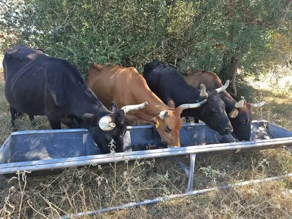 Bred Cattle for sale