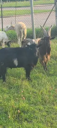 Male goats