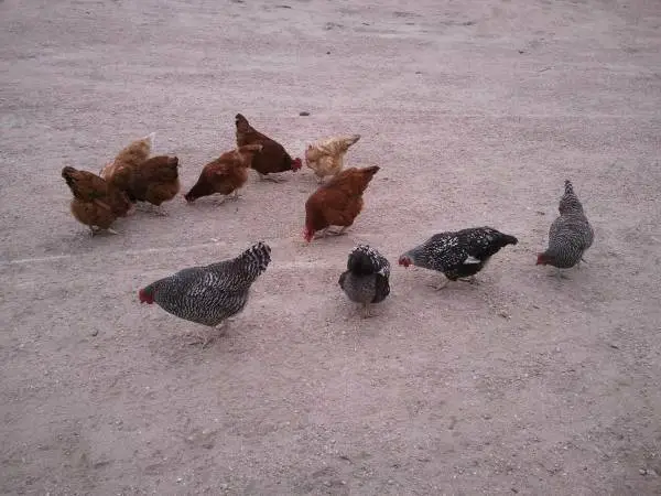 Farm Fresh Chicken Eggs