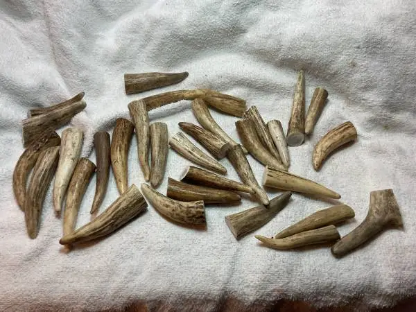 Antler tines 2-1/2” to 3-1/2” moose deer elk $2.00 each have 32 of them left