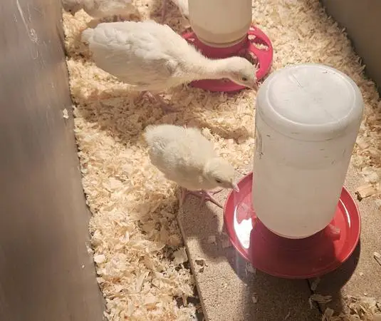 ISO: Bourbon Red and Royal Palm Turkeys