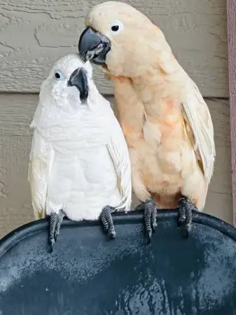 I’m currently fundraising a non profit to rescue birds organizedT0help