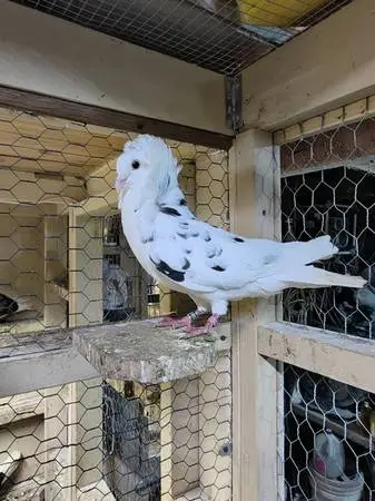Fancy Old Dutch Capuchine Pigeon
