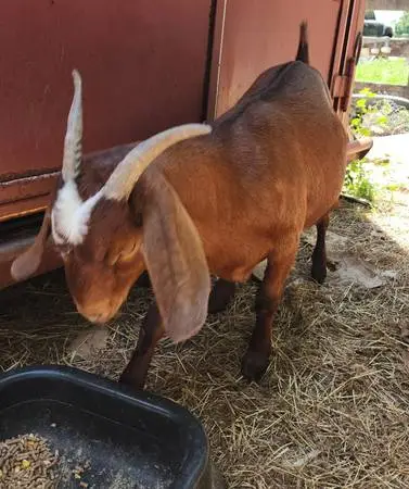 Goat - Pregnant Nigerian dwarf