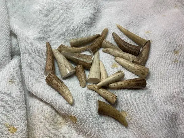 Antler tips points moose deer elk lot of (20 ) 1/2 “ to 2-1/2” A grade
