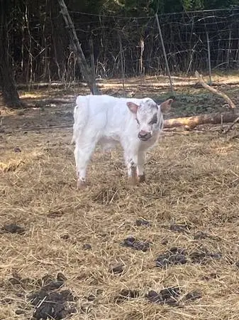 Western Heritage/High park Bull
