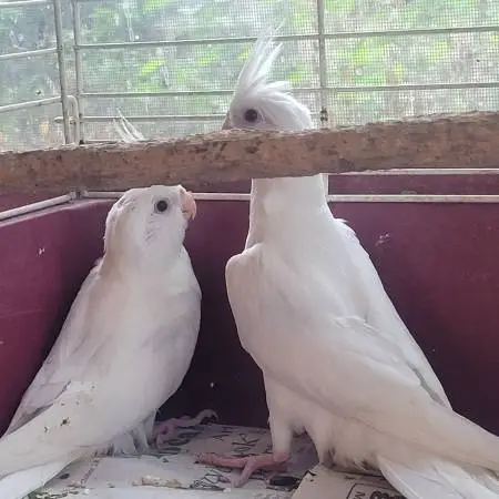 Cockatiels Young