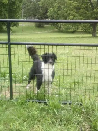 2 yr old male English Shepherd (not fixed)