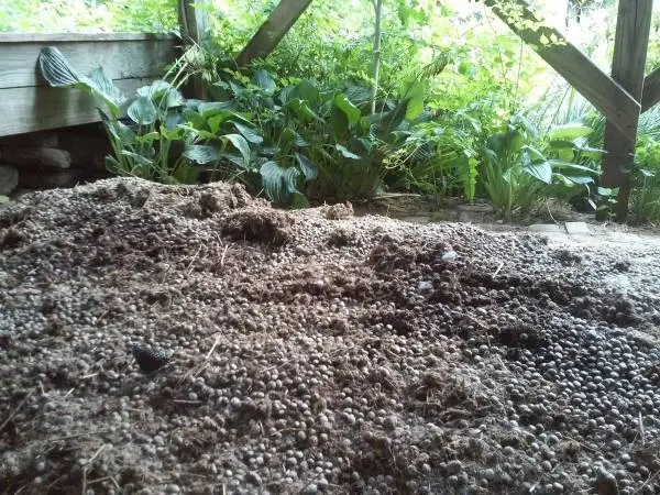 Rabbit Manure Fertilizer, BlackGold for your garden! Ready to Use! 5ga