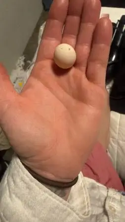 Serama hatching eggs available