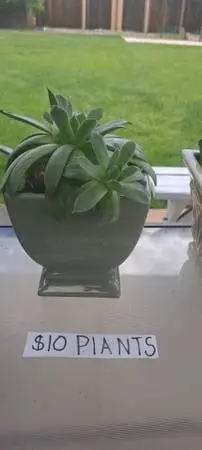 Pots and succulent plants 🪴 ect.