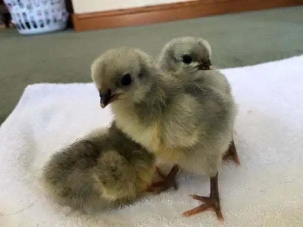 Fertile Fresh Chicken Hatching Eggs in SE Denver  I take roosters back