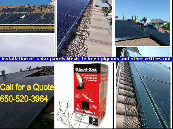 Solar Panel Cleaning☛We Install Bird Mesh Spikes☛ Gutter☛Carpet☛Window